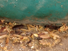 Myrmecoblatta hebardi