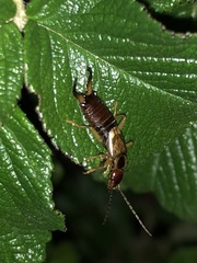 Forficula auricularia