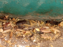 Myrmecoblatta hebardi