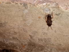 Myrmecoblatta hebardi