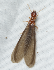 Zootermopsis nevadensis