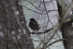 Setophaga coronata coronata