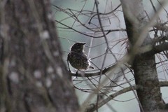Setophaga coronata coronata