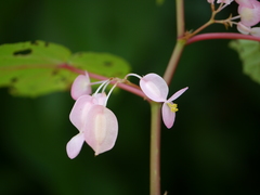 Begonia dipetala