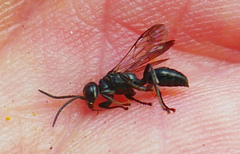 Lyroda subita