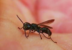 Lyroda subita