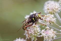 Spilomyia diophthalma