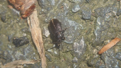 Anaedus mroczkowskii