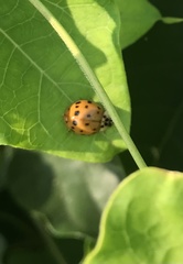 Harmonia axyridis