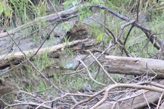 Chelidoptera tenebrosa