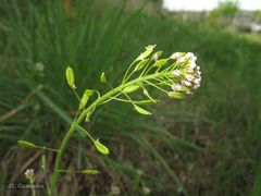 Draba muralis