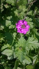 Glandularia polyantha