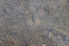 Actinemys marmorata