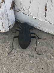 Somaticus aeneus