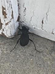 Somaticus aeneus