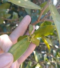 Daphnopsis racemosa