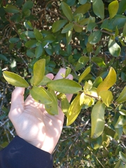 Daphnopsis racemosa