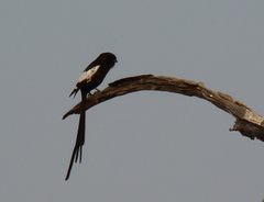 Lanius melanoleucus melanoleucus