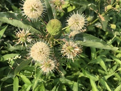 Cephalanthus occidentalis