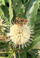 Cephalanthus occidentalis