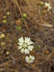 Hemizonia congesta