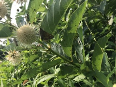 Cephalanthus occidentalis