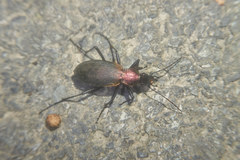 Carabus jankowskii