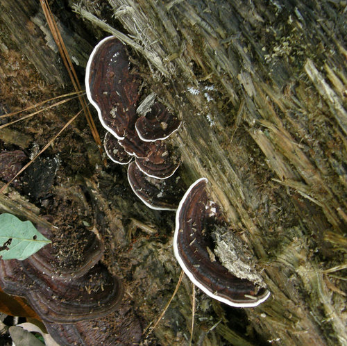 Nigroporus vinosus