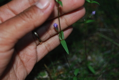 Gentianella propinqua propinqua