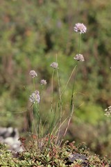 Allium rubens