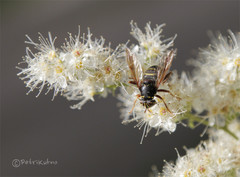 Spilomyia diophthalma