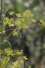 Peucedanum morisonii