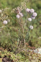 Allium rubens