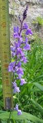 Linaria elegans