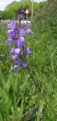 Linaria elegans