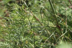 Peucedanum morisonii