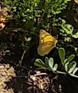 Colias croceus