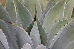 Agave potatorum