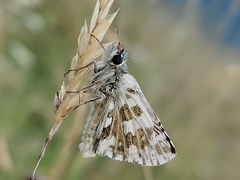 Pyrgus alveus