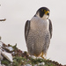Eurasian Peregrine Falcon - Photo (c) Tony Morris, some rights reserved (CC BY-NC)