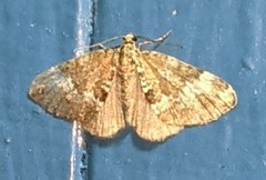 Perizoma alchemillata