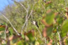 Calypte costae