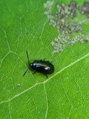 Phratora laticollis