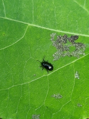 Phratora laticollis