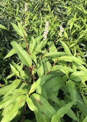 Persicaria