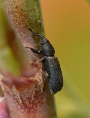 Mecinus pyraster