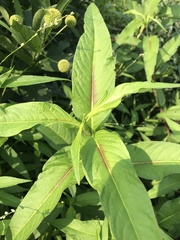 Persicaria