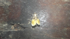 Thysanoidma octalis
