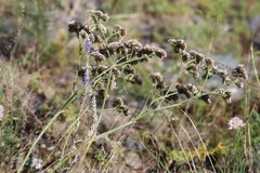 Goniolimon speciosum