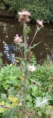 Cirsium vulgare